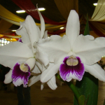 Laelia purpurata